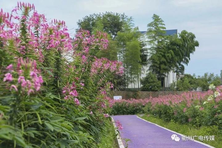 衢州市区周边这几个鲜花盛开的地方约吗