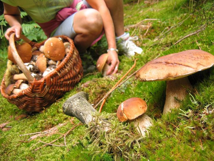 口味重要还是生命重要?消费警示发布:别采别吃野生蘑菇
