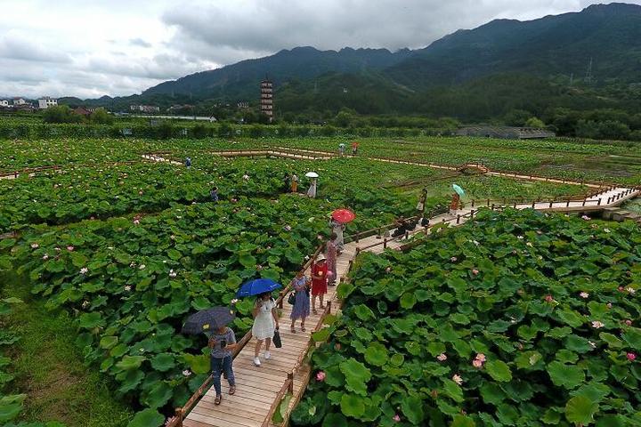 武义:湿地荷花醉游人