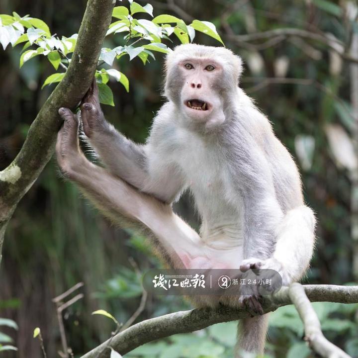 偷油条大饼,海宁游客被杭州猴子"打劫"了