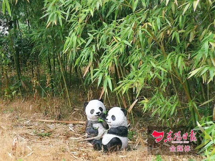 悠闲 两只小熊猫在竹林里惬意地吃着竹子,模样悠闲,憨态可掬.