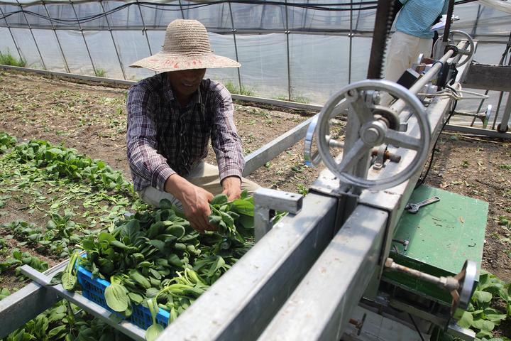 厉害了诸暨农民发明青菜收割机一小时能割200斤