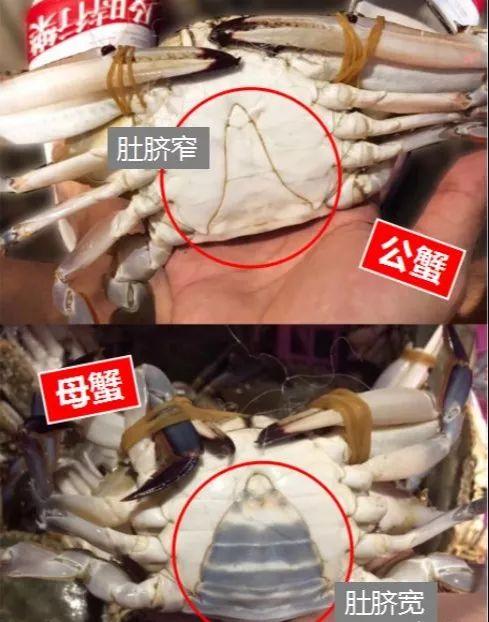 梭子蟹提上日程!这些海鲜也要来了