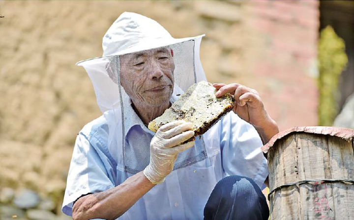 义乌深山捕蜂人:遵循自然法则 爱护野蜂