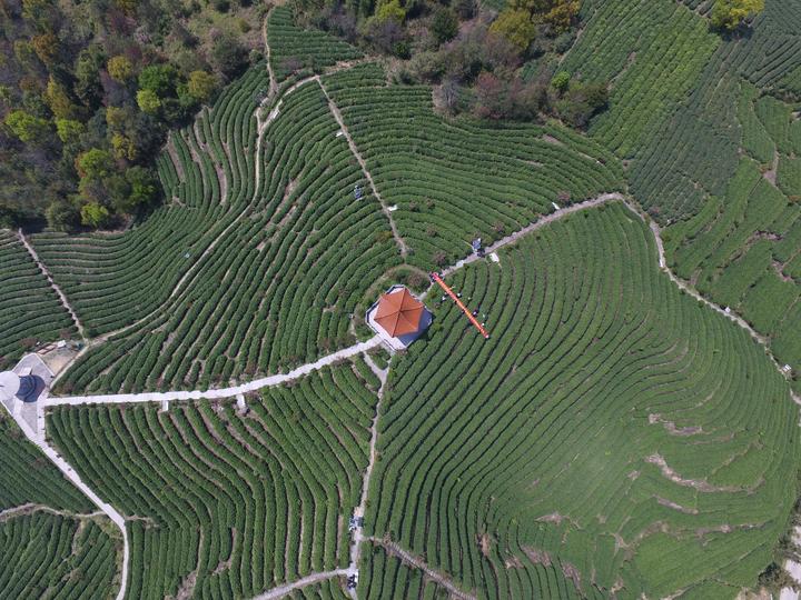 朝阳山万亩茶园