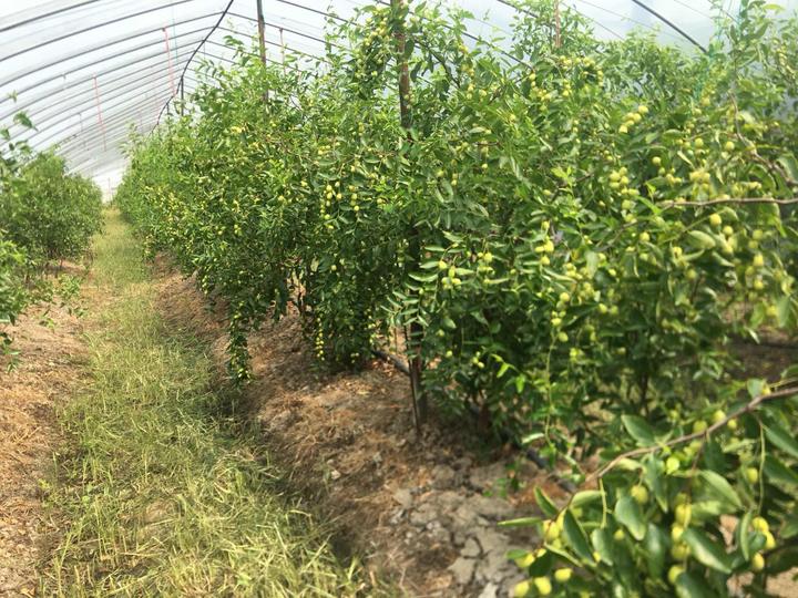 现在总面积有9亩,这样大面积种植枣树的基地在嘉善县还是第一个