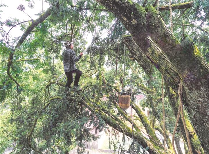 嵊州市香榧开始采摘了
