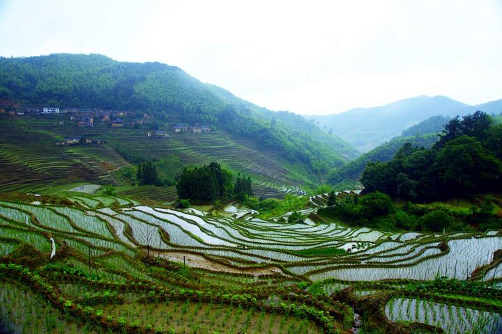 庆元县淤上乡长垄村--翁山梯田建设