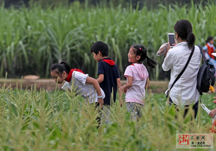 杭州:学农识做农事 感受秋收喜悦