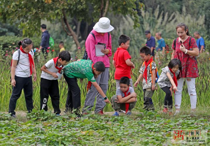 杭州:学农识做农事 感受秋收喜悦