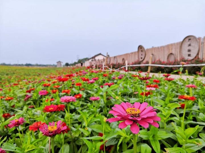 南浔区石淙镇石淙花海