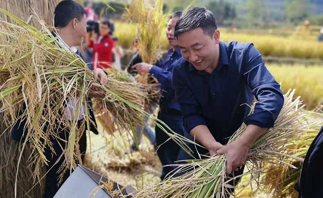 奉化大堰首届高山水稻收割节举行城里人赴山村体验农活