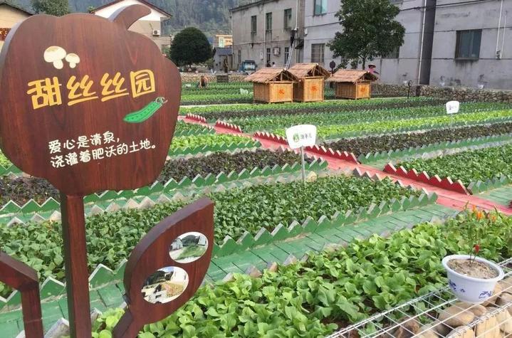 双城记丨衢州掀起菜园