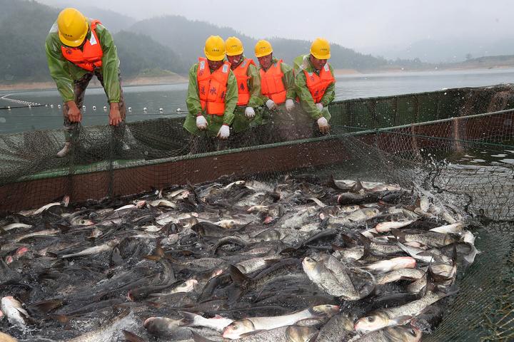 泰顺:珊溪水库巨网捕鱼