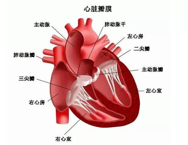 它就像一个单向阀门,控制着心脏血流只能从一个方向流向另一个方向而