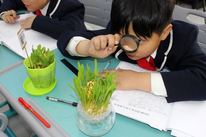 11月6日,东阳市江北小学教育集团学生正在课上认真观察,记录玉米水培