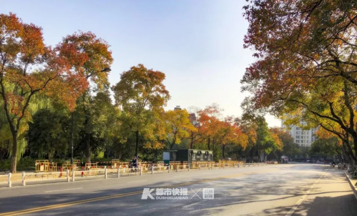 橙黄橘绿美得像油画它是杭州唯一的乌桕路