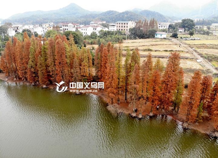 "上帝视角" 的油画 义乌赤岸又发现一片童话水杉林