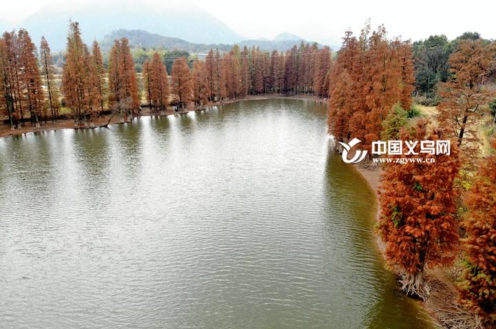 "上帝视角" 的油画 义乌赤岸又发现一片童话水杉林