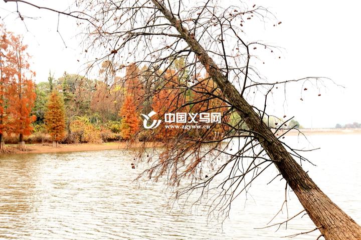 "上帝视角" 的油画 义乌赤岸又发现一片童话水杉林