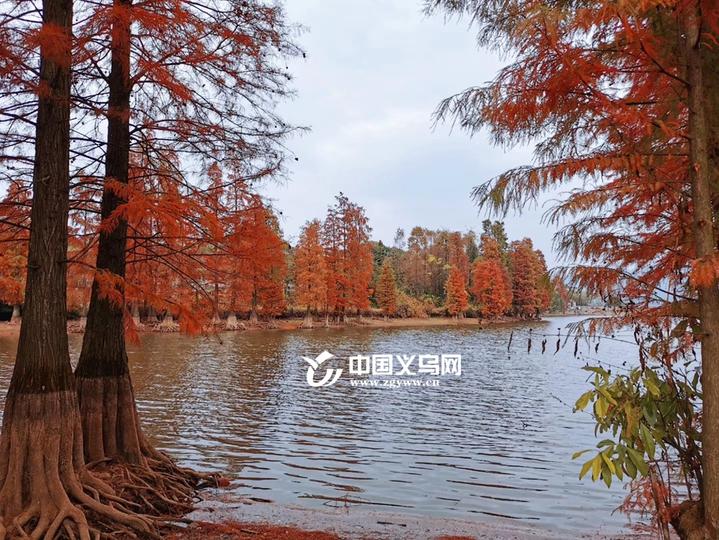 "上帝视角" 的油画 义乌赤岸又发现一片童话水杉林