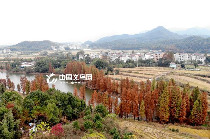 "上帝视角" 的油画 义乌赤岸又发现一片童话水杉林