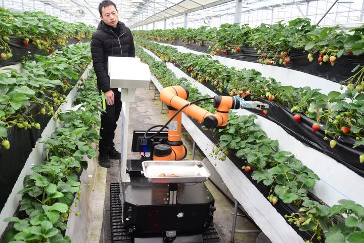 建德:草莓采摘机器人 科技引领新应用