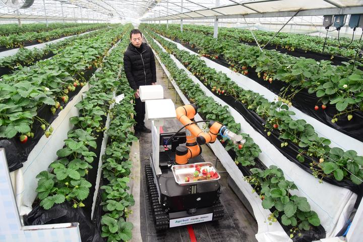 建德:草莓采摘机器人 科技引领新应用