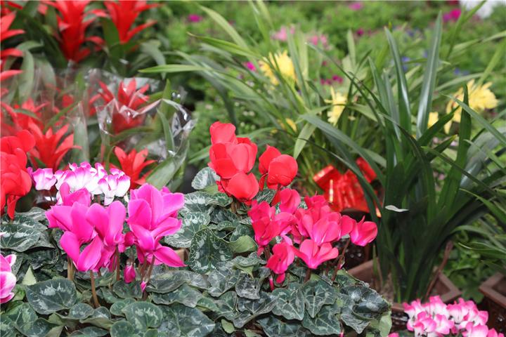 直播回顾丨漓渚·绍兴花市年宵花会戏曲抖音大赛