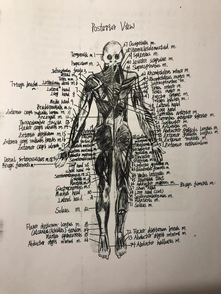 郑琳伊莎《人体解剖学 全英文版人体结构图 手绘精致的解剖图,娟秀