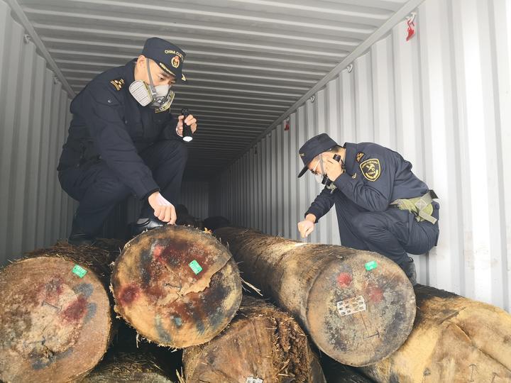 经取样鉴定,截获的有害生物多达9种,分别为柱体长小蠹,栎双点吉丁,栎