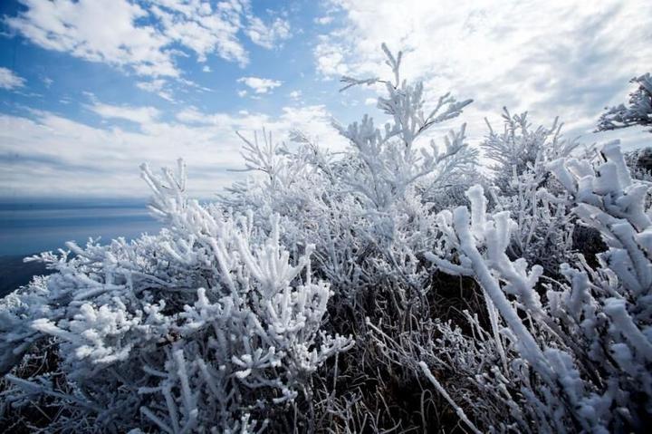 2月16日,寒潮来袭,薄雪和雾凇把缙云大洋山装扮成一个粉妆玉砌的世界