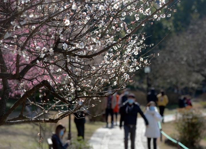 杭州:湘湖梅花绽放