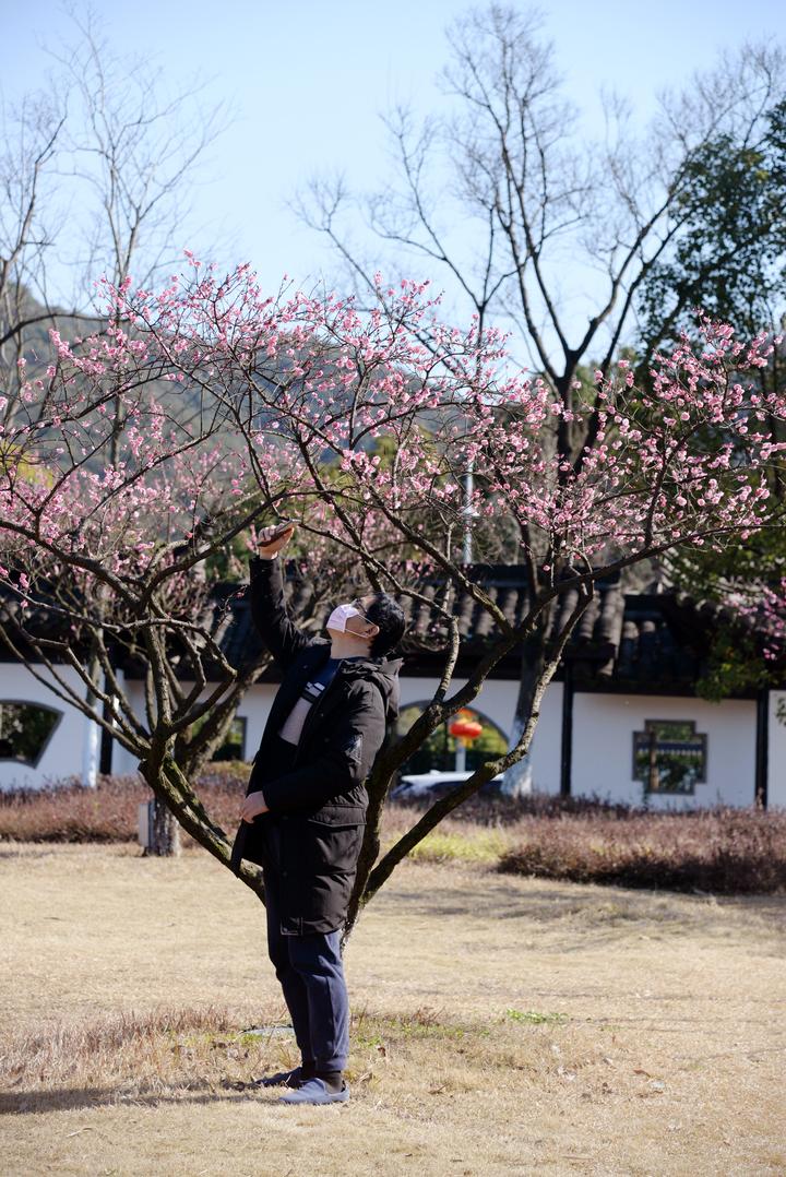 杭州:湘湖梅花绽放