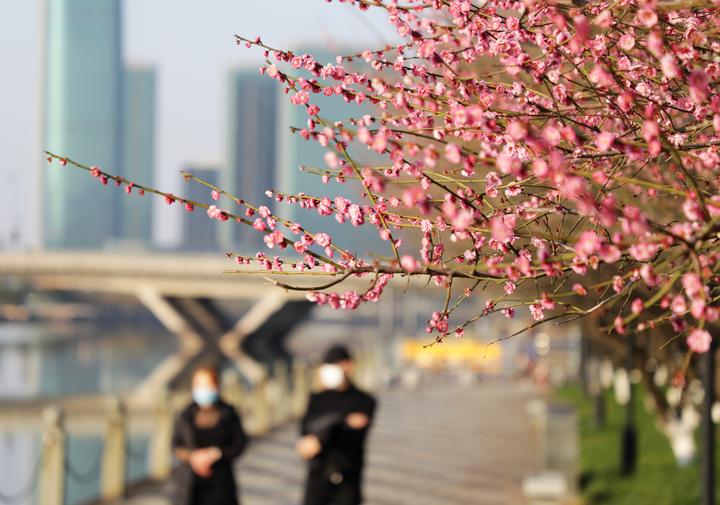 2月20日,浙江义乌天气晴好,江滨绿廊梅花竞相绽放,引来三俩市民散步