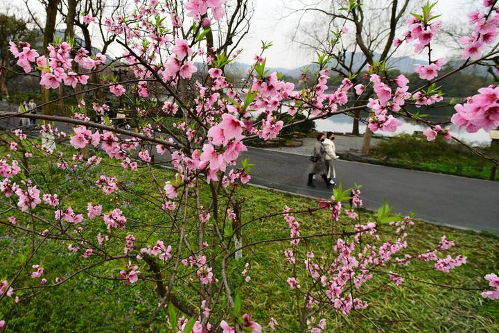 杭州:苏堤桃花亦争艳