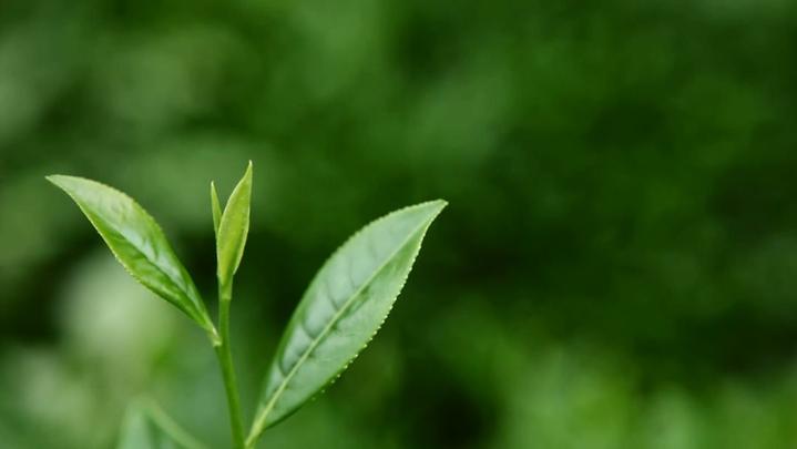 开化向世界播放开化龙顶宣传片!3分钟,让你彻底爱上它