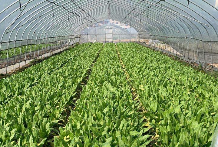 斯村蔬菜基地蔬菜滞销 菜农盼社会伸援手