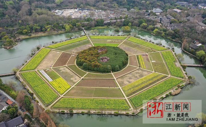 3月12日,杭州八卦田景区春色妖娆,轻风吹过花香飘溢,一派春意盎然生机
