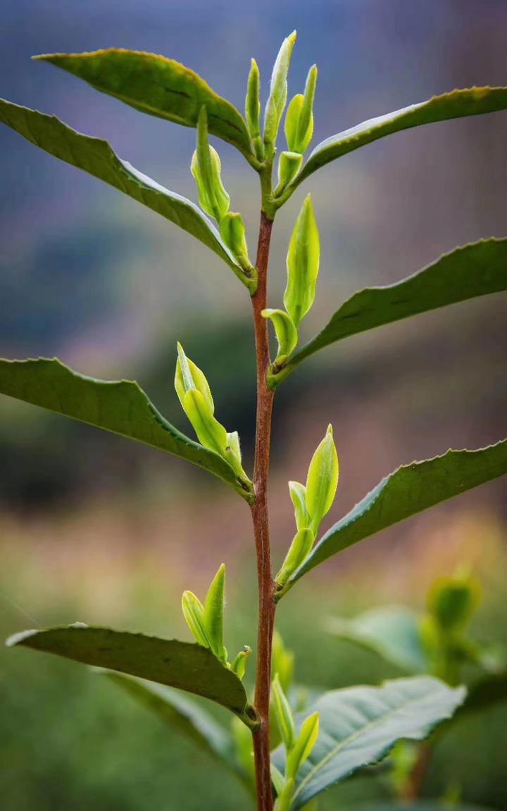 西湖龙井,安吉白茶要上市了!浙江春茶即将全面开采