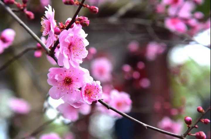 万朵梅花在梅花林中争奇斗艳,春天也在暗香浮动中悄悄来临.