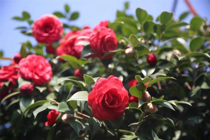 共绘"花满婺城"盛景 金华茶花精品园在竹马破土动工