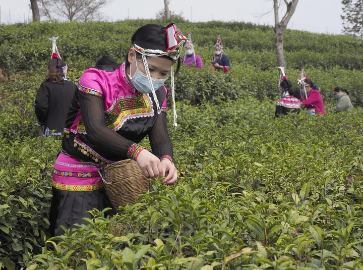 3月14日,景宁畲族自治县澄照乡天堂湖茶园,畲娘志愿者在采摘茶叶.