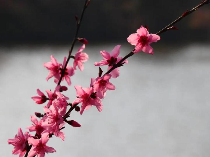 有"桃花一簇开无主,可爱深红爱浅红"的随性潇洒