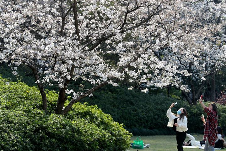 杭州西湖樱花烂漫