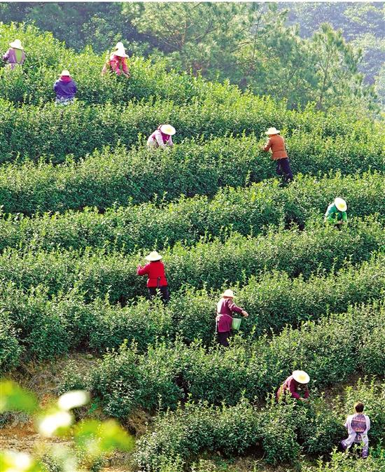 记者上宁海茶山看到新鲜事:"望海"茶场也有共享员工