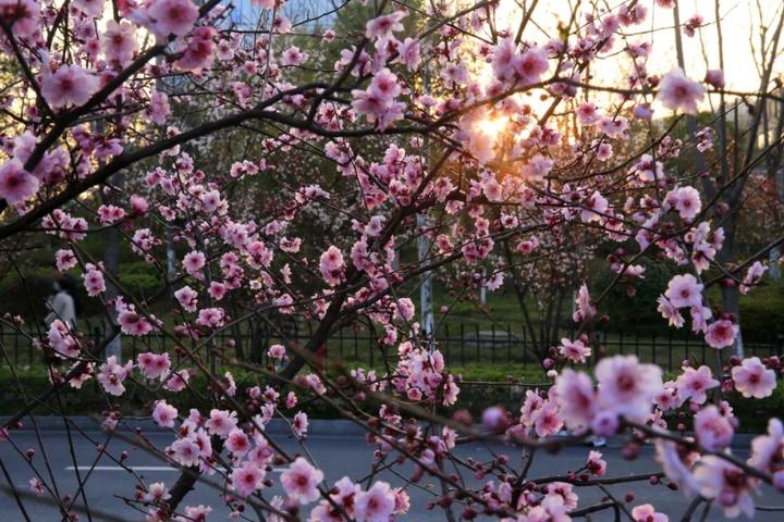 杭州最全樱花地图收好这些地方正在下雪