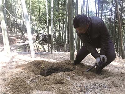 嵊州崇仁富竹村发展挖笋"体验游" 弥补疫情造成的损失