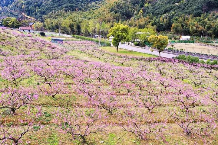 踏青赏花好去处,就在美丽北仑!