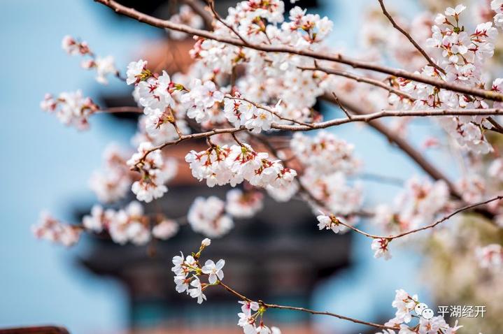 来平湖樱花小镇 遇见一场醉美春天